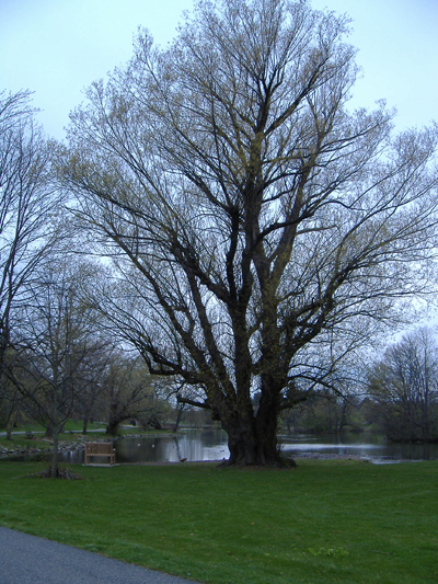 Black Willow